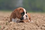 BOXER 275
